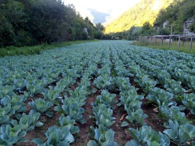 Prošle godine nisam mogla nanijeti povrća, a ove godine sam povećala proizvodnju