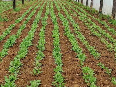 Prošle godine nisam mogla nanijeti povrća, a ove godine sam povećala proizvodnju