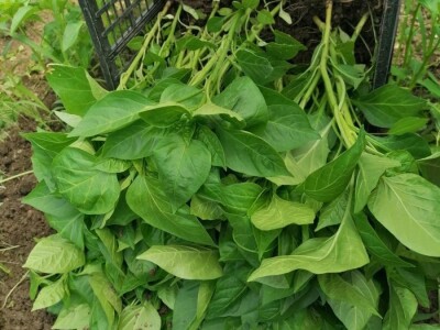 Prošle godine nisam mogla nanijeti povrća, a ove godine sam povećala proizvodnju