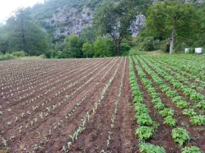 Prošle godine nisam mogla nanijeti povrća, a ove godine sam povećala proizvodnju