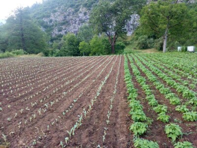Prošle godine nisam mogla nanijeti povrća, a ove godine sam povećala proizvodnju