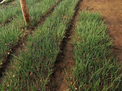 Prošle godine nisam mogla nanijeti povrća, a ove godine sam povećala proizvodnju