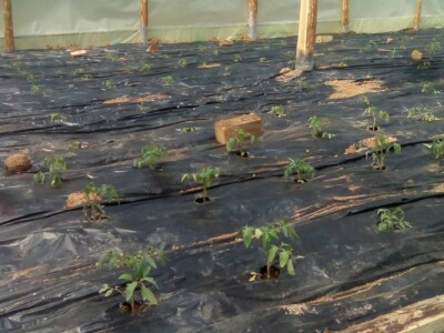 Prošle godine nisam mogla nanijeti povrća, a ove godine sam povećala proizvodnju