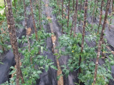 Prošle godine nisam mogla nanijeti povrća, a ove godine sam povećala proizvodnju