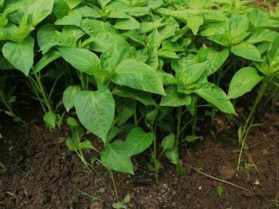 Prošle godine nisam mogla nanijeti povrća, a ove godine sam povećala proizvodnju