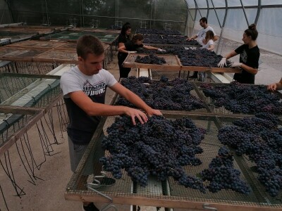 PROSUŠIVANJE - Prof. dr. sc. Edi Maletić otkriva kako u sušari za smokve prosušiti grožđe i proizvesti velike količine Prošeka!