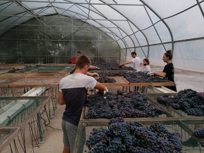 PROSUŠIVANJE - Prof. dr. sc. Edi Maletić otkriva kako u sušari za smokve prosušiti grožđe i proizvesti velike količine Prošeka!