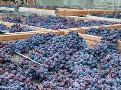 PROSUŠIVANJE - Prof. dr. sc. Edi Maletić otkriva kako u sušari za smokve prosušiti grožđe i proizvesti velike količine Prošeka!