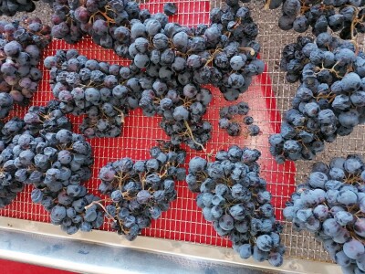 PROSUŠIVANJE - Prof. dr. sc. Edi Maletić otkriva kako u sušari za smokve prosušiti grožđe i proizvesti velike količine Prošeka!