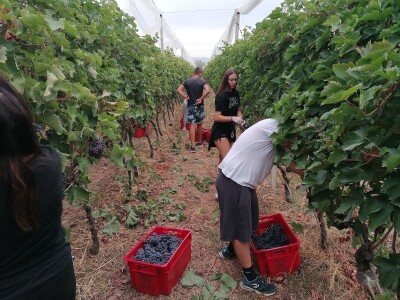 PROSUŠIVANJE - Prof. dr. sc. Edi Maletić otkriva kako u sušari za smokve prosušiti grožđe i proizvesti velike količine Prošeka!