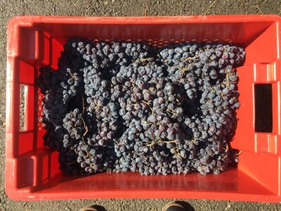 PROSUŠIVANJE - Prof. dr. sc. Edi Maletić otkriva kako u sušari za smokve prosušiti grožđe i proizvesti velike količine Prošeka!