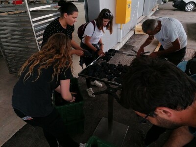 PROSUŠIVANJE - Prof. dr. sc. Edi Maletić otkriva kako u sušari za smokve prosušiti grožđe i proizvesti velike količine Prošeka!