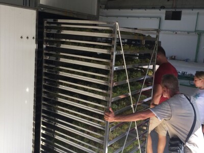 PROSUŠIVANJE - Prof. dr. sc. Edi Maletić otkriva kako u sušari za smokve prosušiti grožđe i proizvesti velike količine Prošeka!