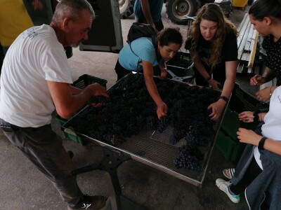 PROSUŠIVANJE - Prof. dr. sc. Edi Maletić otkriva kako u sušari za smokve prosušiti grožđe i proizvesti velike količine Prošeka!