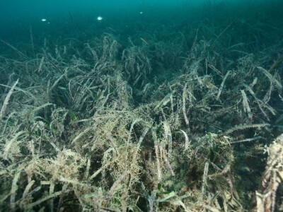 Prosvjed Rabljana protiv ribogojilišta