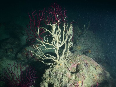 Prosvjed Rabljana protiv ribogojilišta