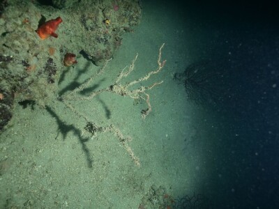 Prosvjed Rabljana protiv ribogojilišta