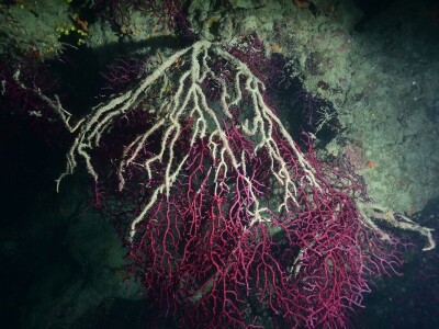 Prosvjed Rabljana protiv ribogojilišta