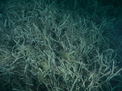 Prosvjed Rabljana protiv ribogojilišta