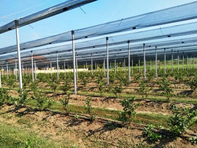 Protivgradna i padajuća mreža