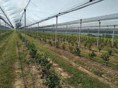 Protivgradna i padajuća mreža