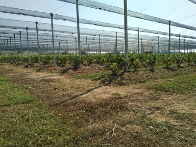 Protivgradna i padajuća mreža