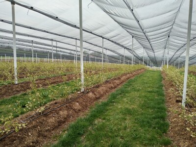 Protivgradna i padajuća mreža