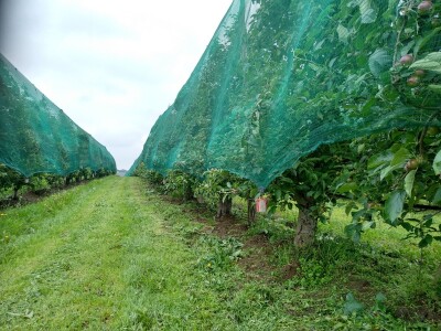 Protivgradna i padajuća mreža