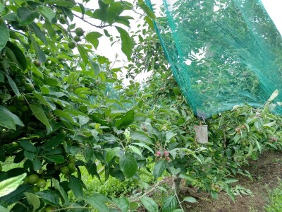 Protivgradna i padajuća mreža