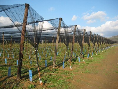 Protivgradna mreža u Gruži Protivgradna mreža u Gruži