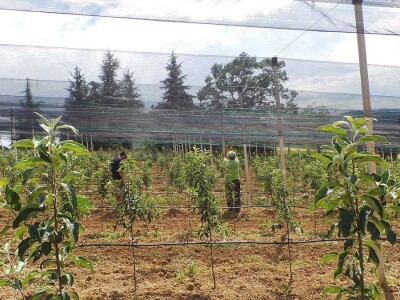 Protivgradna mreža u Gruži Protivgradna mreža u Gruži