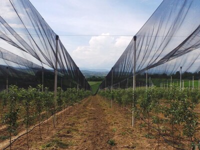 Protivgradna mreža u Gruži Protivgradna mreža u Gruži