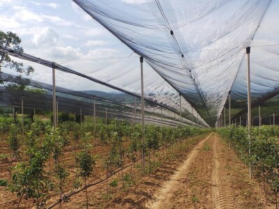 Protivgradna mreža u Gruži Protivgradna mreža u Gruži
