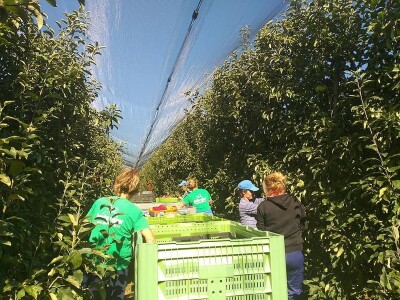 Protivgradna mreža u Gruži Protivgradna mreža u Gruži