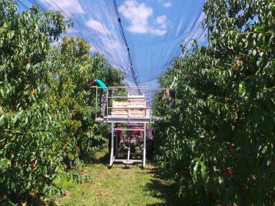 Protivgradna mreža u Gruži Protivgradna mreža u Gruži