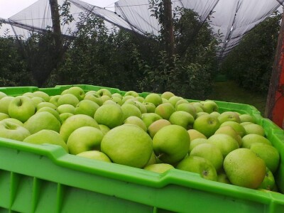 Protivgradna mreža u Gruži Protivgradna mreža u Gruži