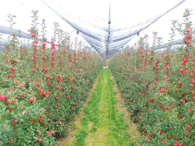 Protivgradna mreža u Gruži Protivgradna mreža u Gruži