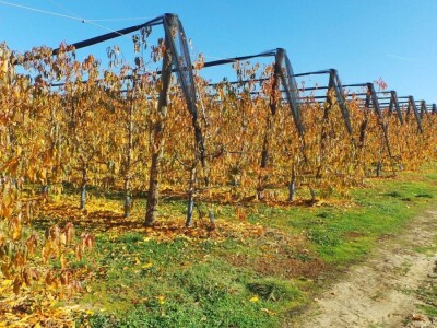 Protivgradna mreža u Gruži Protivgradna mreža u Gruži