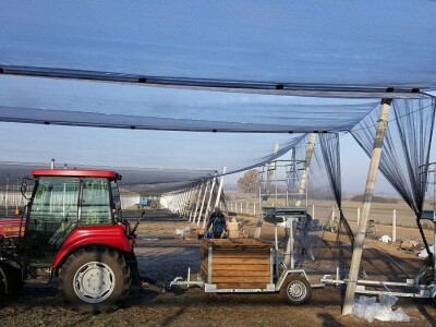 Protivgradna mreža u Gruži Protivgradna mreža u Gruži