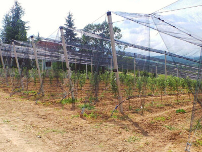 Protivgradna mreža u Gruži Protivgradna mreža u Gruži