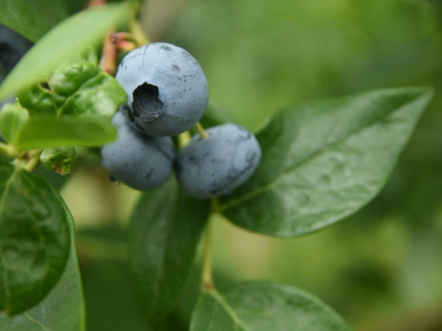 Protivgradne mreže u bojama