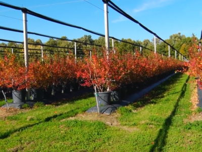 Protivgradne mreže u bojama