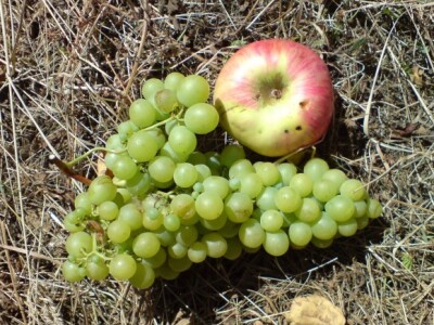 Plodovi cerničkih nasada