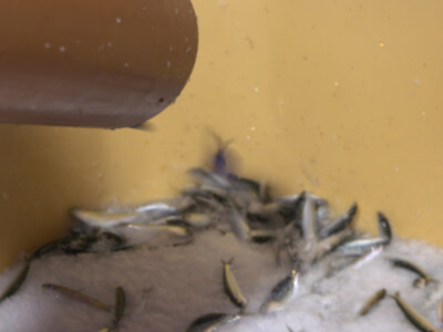 Proveli smo noć u ribolovu male plave ribe