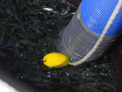 Proveli smo noć u ribolovu male plave ribe