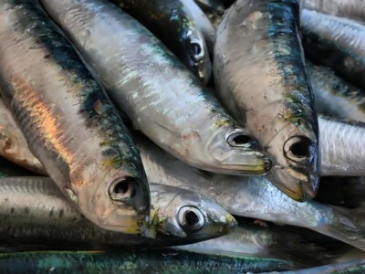 Proveli smo noć u ribolovu male plave ribe