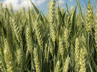 Dan polja pšenice tvrtke Axereal Croatia