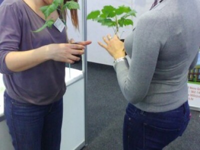 In vitro presadnice malina