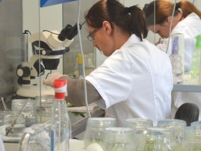 Proizvodnja in vitro presadnica