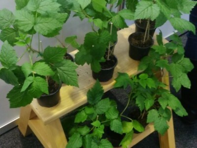 Izložene sadnice malina